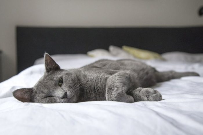 Ultimate Mattress Buying Guide - Side Sleeping Cat